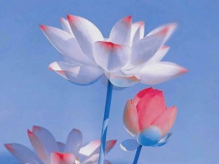 抖音头像人气朵朵开(抖音头像2020花朵)