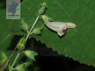 快手二懒子车祸视频,快手二懒子车祸视频 视频