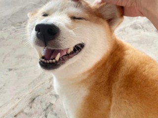 狗子与我抖音事件的简单介绍