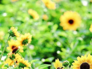 2025最火壁纸图片可爱,最火壁纸2025