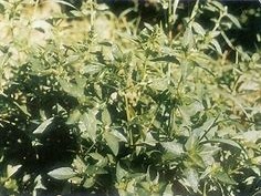 关于乞丐干慕葇雪最火的一句的信息