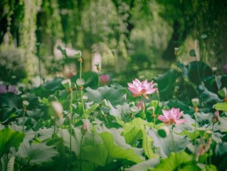 最火壁纸图片2025高清(最火壁纸图片2025高清图)