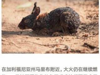 亚马逊大火怎么灭的,亚马逊大火