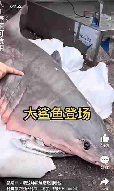 网红吃大白鲨,大白鲨吃饭的视频 网红吃大白鲨,大白鲨吃饭的视频