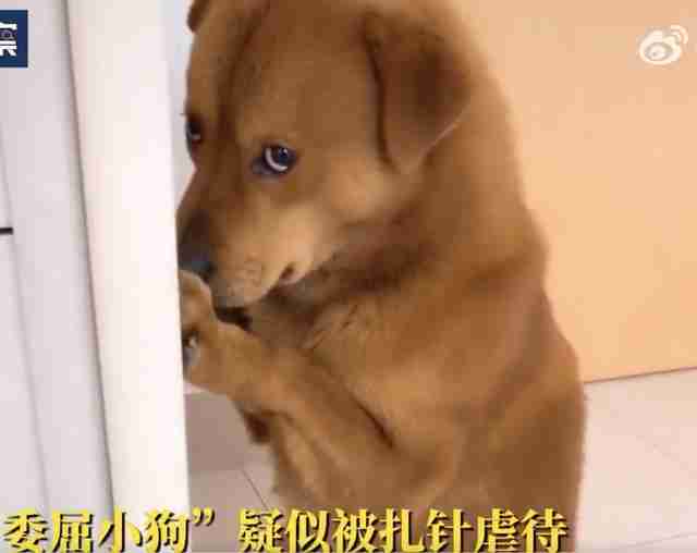 网红小狗主人回应没有虐狗,网红小狗主人回应没有虐狗吗 网红小狗主人回应没有虐狗,网红小狗主人回应没有虐狗吗