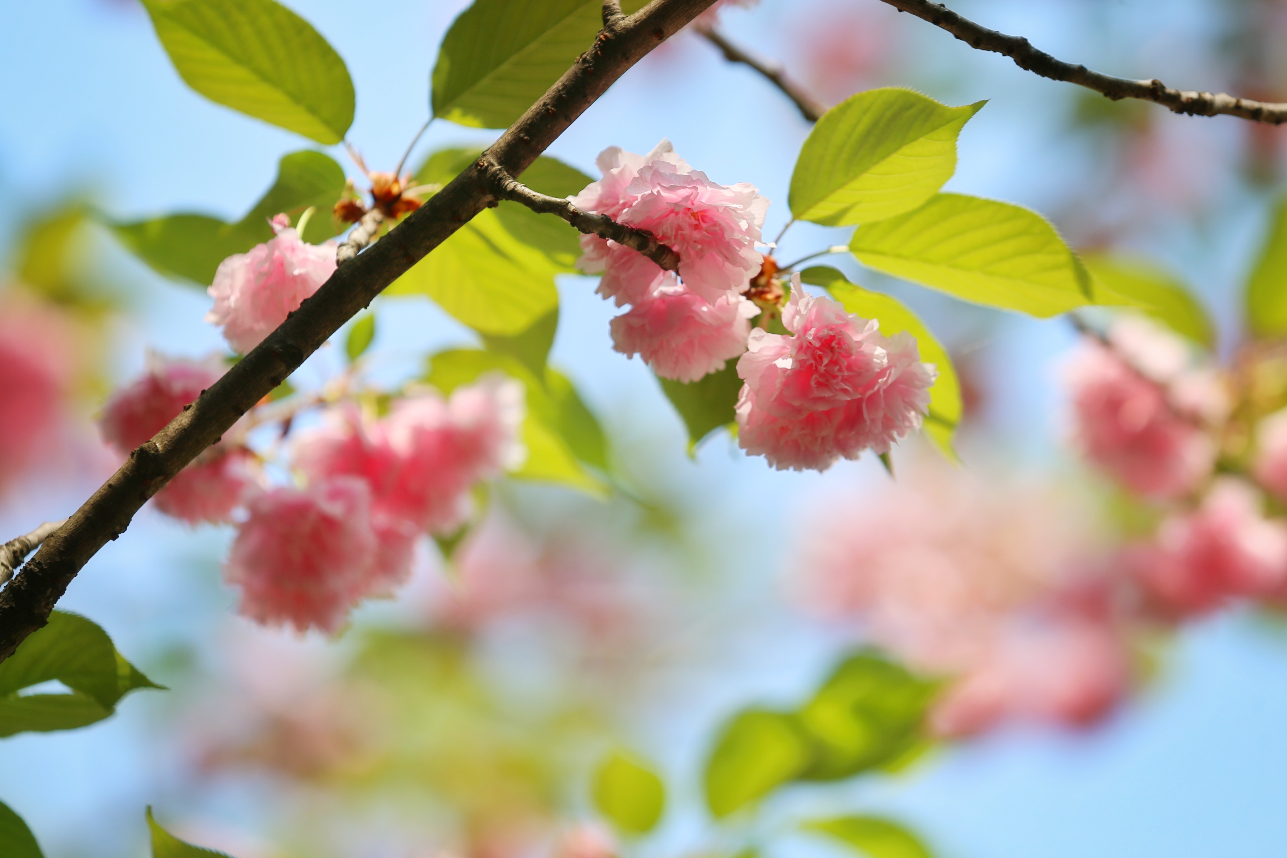 2025最火朋友圈背景图,2020最火朋友圈背景图文字控