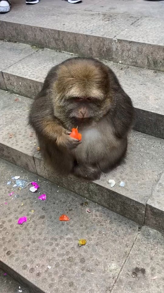 对独臂猴咬伤人的看法,网红独臂猴咬伤师太